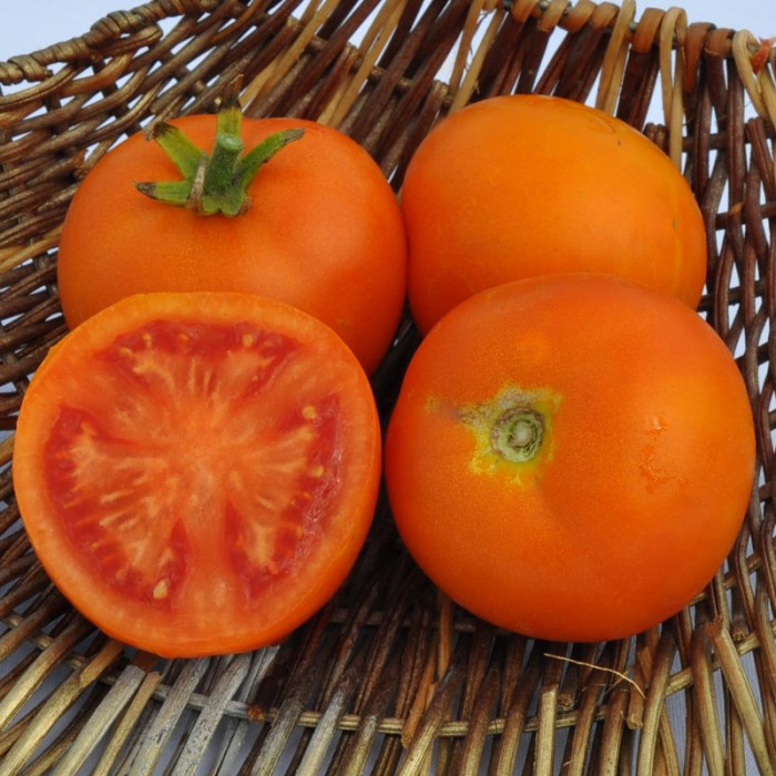 Tomato seeds «Zlatava» 