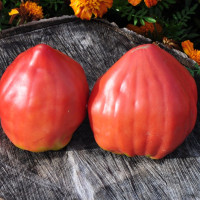 Насіння томату «Серце Келлі»