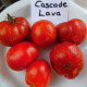 Tomato seeds «Cascade lava» 
