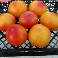 Tomato seeds «Yellow Stone Bi-Color» 