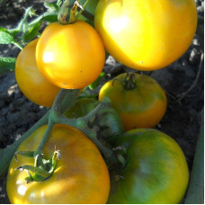 Tomato seeds «Solar dreams» 