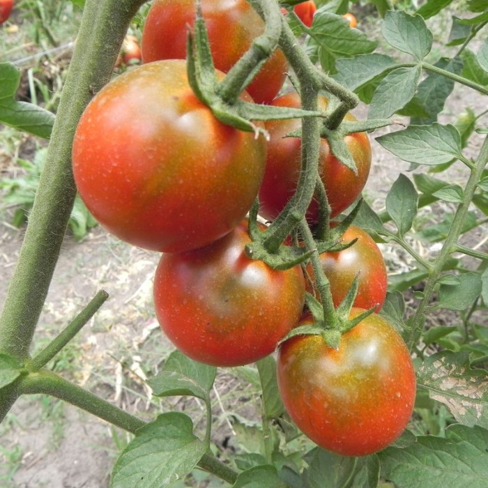Насіння томату «Баклажан»