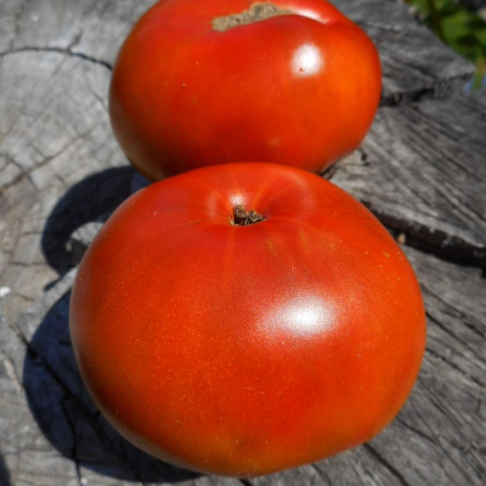 Насіння томату «Карлик тасманський шоколад»