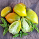 Насіння томату «Зелений Чилі»