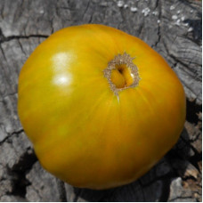 Tomato seeds «Gruene Helarios» 