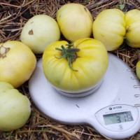 Tomato seeds «Great white beefsteak» 