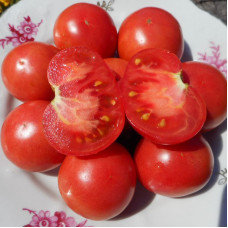 Насіння томату «Карлик гордість Прайда»