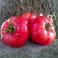 Tomato seeds «Rosa de Perales» 