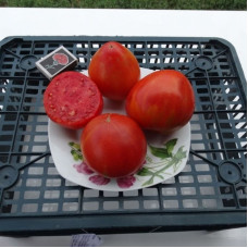 Насіння томату «ШАБЛОН»