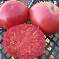 Tomato seeds «Strawberry german pink» 