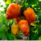 Насіння томату «Жовтий вогонь»
