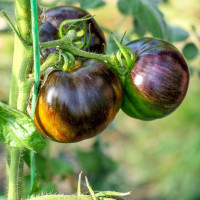 Насіння томату «Космічне затемнення»