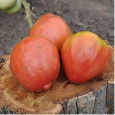 Tomato seeds «African liana» 
