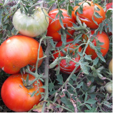 Tomato seeds «Tee-more» 
