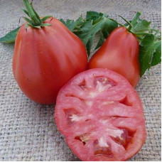 Насіння томату «Трюфель рожевий»