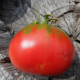 Tomato seeds «Lee's Sweet» 