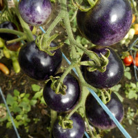 Семена томата «Черника»