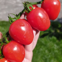 Tomato seeds «Gardener's Sweetheart» 
