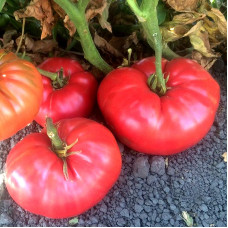 Tomato seeds «Grandfather Ashlock» 