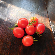 Насіння томату «Галапагос»