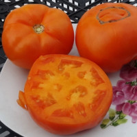 Семена томата «Украинская хурма»