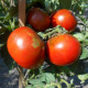 Tomato seeds «Dwarf wild Fred» 