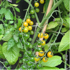 Семена томата «Золотая лихорадка смородины»