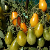 Семена томата «Пиадропс»