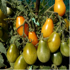 Tomato seeds «Piadrops» 