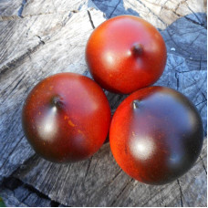 Tomato seeds «H-34 ROT red» 