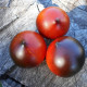 Tomato seeds «H-34 ROT red» 