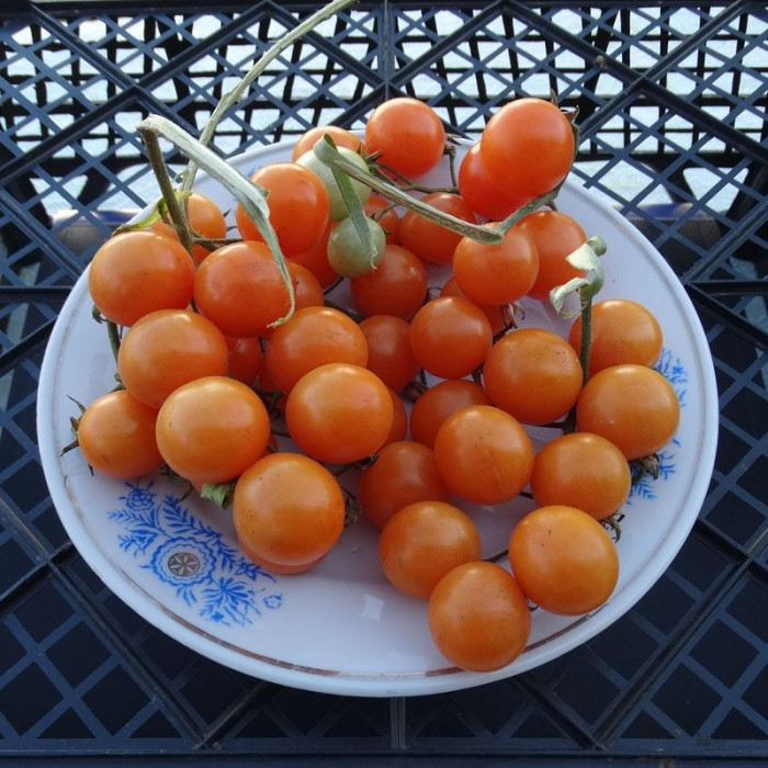 Семена томата «Амброзия оранж»