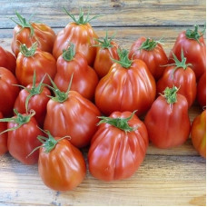 Насіння томату «Груша из Абруццо»