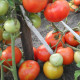 Насіння томату «Кам'яна квітка»