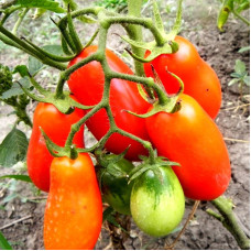 Насіння томату «Французький гродневий»