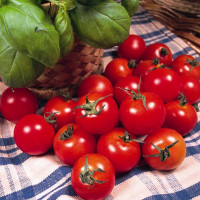 Семена томата «Наслаждения садовода»