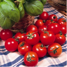 Tomato seeds «Gardener's Delight» 