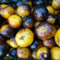 Насіння томату «Смуги минулого»