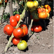 Tomato seeds «Fire giant» 