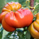 Насіння томату «Зимарівський велетень»