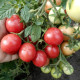 Насіння томату «Флорида петіт»