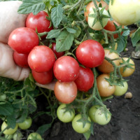 Семена томата «Флорида петит»