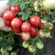 Tomato seeds «Florida petite» 