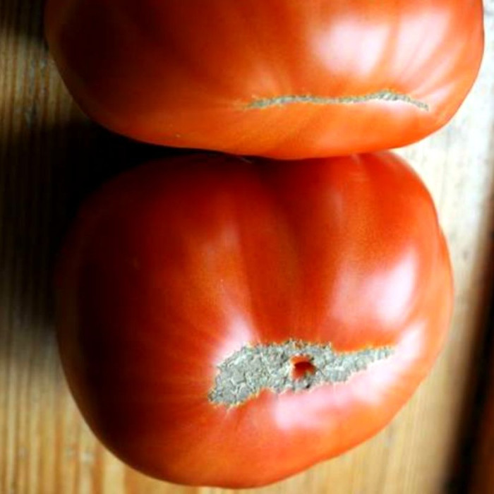 Насіння томату «Гордість Сибіру»