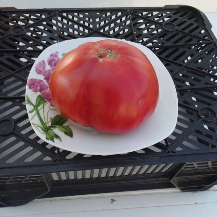 Tomato seeds «Richardson» 