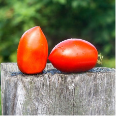 Tomato seeds «Kenosha paste» 
