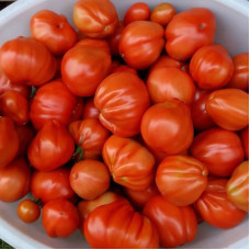 Tomato seeds «Pot-bellied hut» 