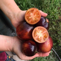 Насіння томату «Темний тигр»