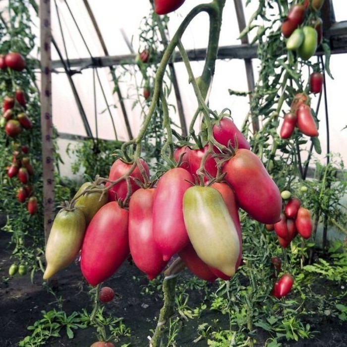 Семена томата «Перцевидный розовый»