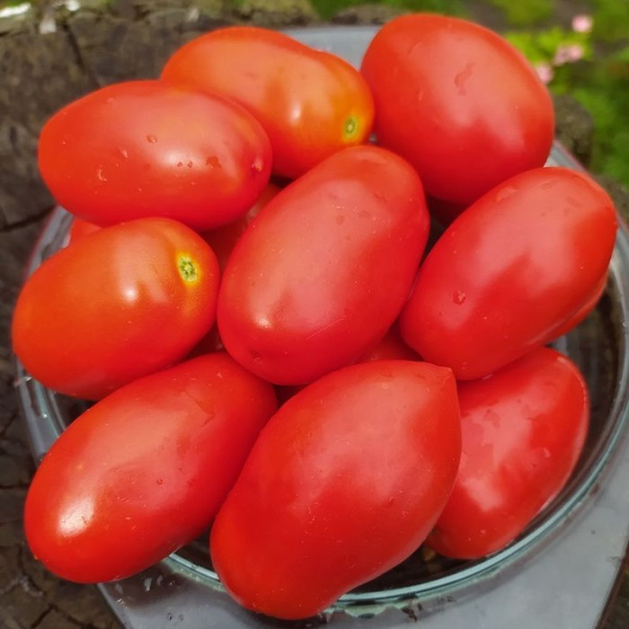 Насіння томату «Легенда землі»